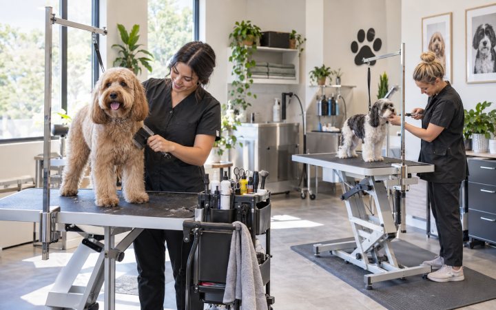 Salon interior, two grooming stations in use